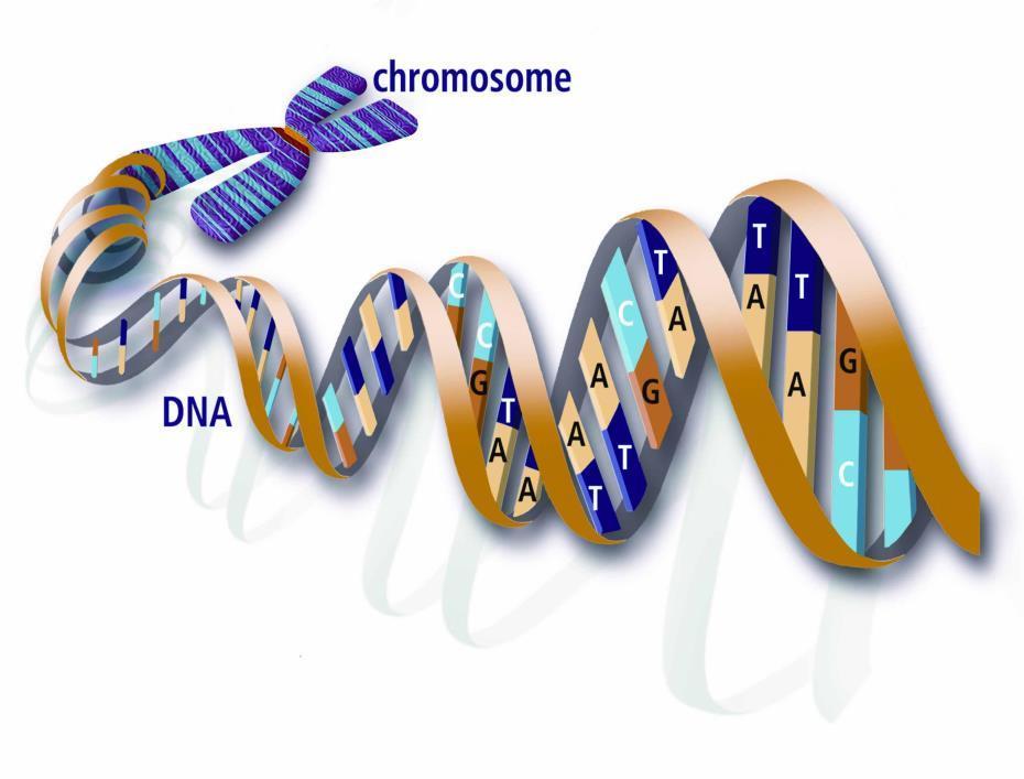 Cromossomo Loco Gene 1 Gene