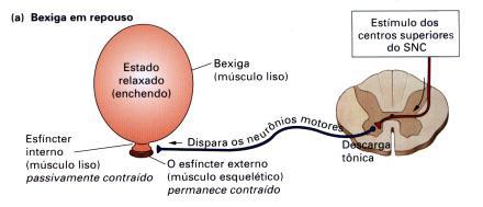 cortical Néfron justamedular MICÇÃO