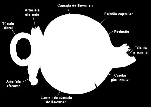 da urina. Corresponde a um fluxo de volume (causado por diferença de pressão).