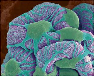 baixo peso molecular como íons, aminoácidos, monossacarídeos e água.