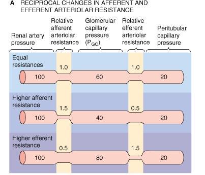 Por variação na resistência das arteríolas aferente e eferente (aves e mamíferos) Filtração normal