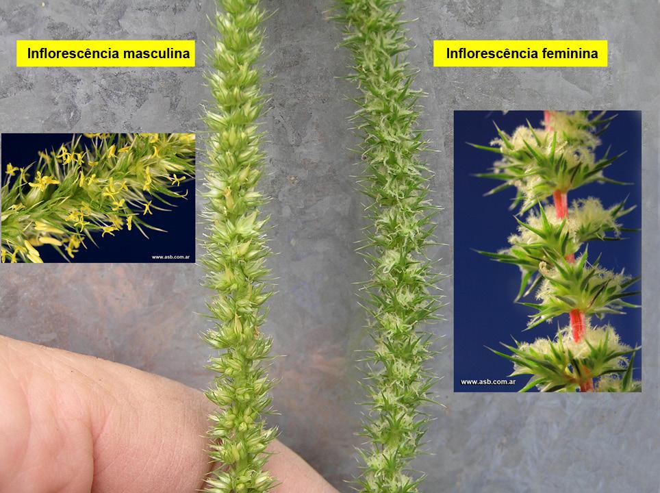 Caracterização e manejo de Amaranthus palmeri 17 Inflorescência Analisar a inflorescência de caruru-palmeri é decisivo para sua identificação.