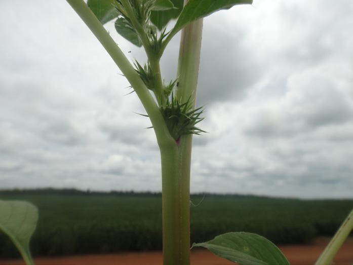 36 Caracterização e manejo de Amaranthus palmeri ANEXOS As