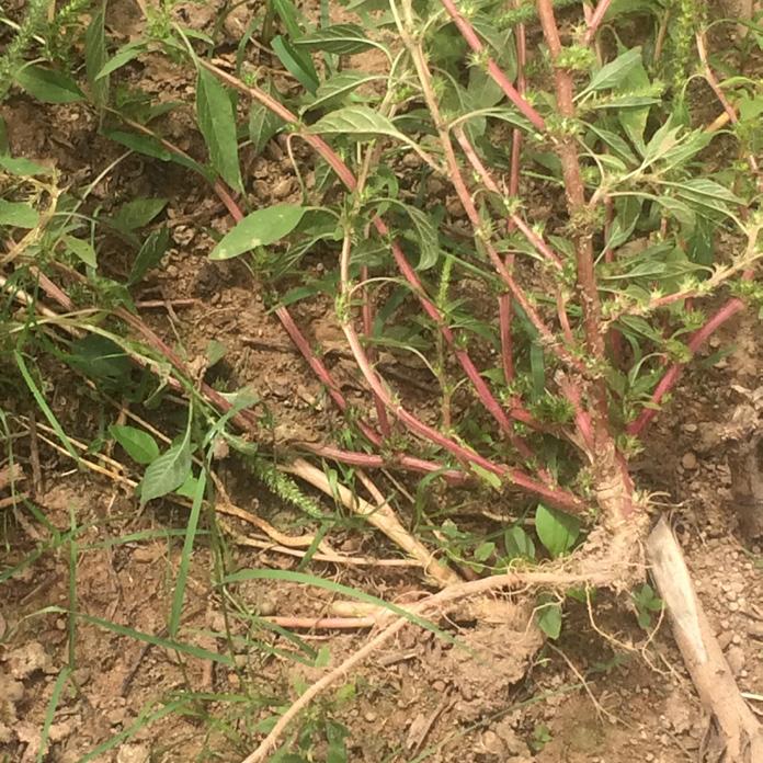 38 Caracterização e manejo de Amaranthus