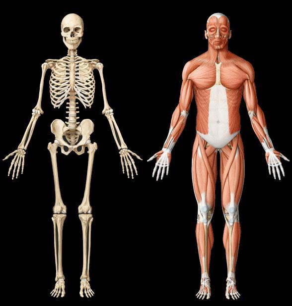 O Princípios da Biomecânica e sua aplicação em Ergonomia sistema osteomuscular humano tolera mal esforços