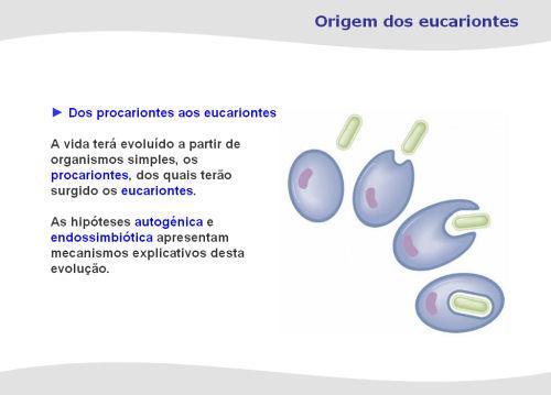 Origem dos eucariontes Dos procariontes aos eucariontes A vida terá evoluído a partir de organismos simples, os procariontes, dos