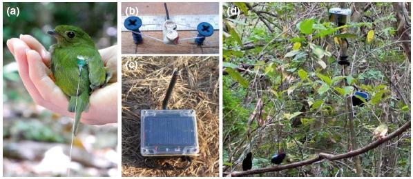 Sistemas automatizados Data-loggers a) Fêmea de Chiroxiphia pareola marcada com rádio-transmissor; b) Rádiotransmissor leg-loop