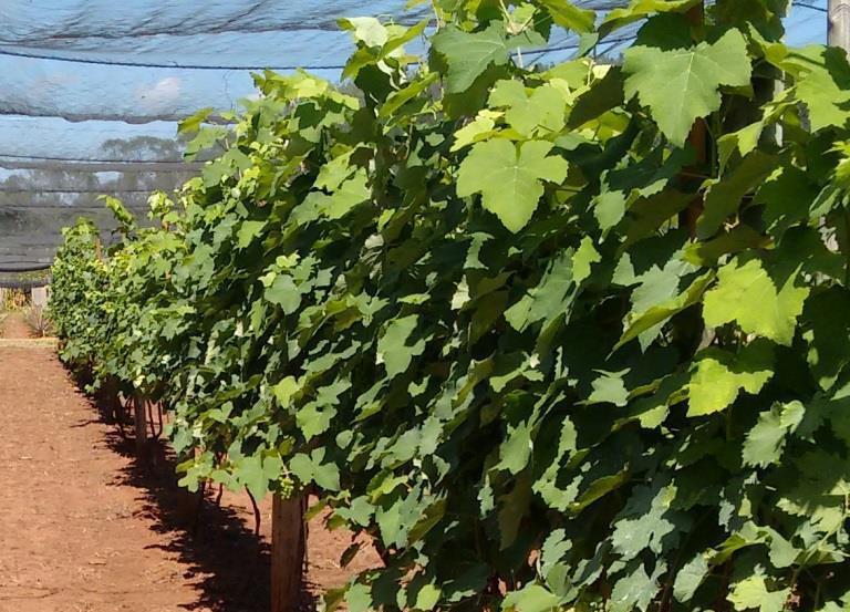 Largura média da área sombreada pela copa (LS) em diferentes cultivares de uvas para suco em função do número de dias após a poda (DAP). Votuporanga, SP.