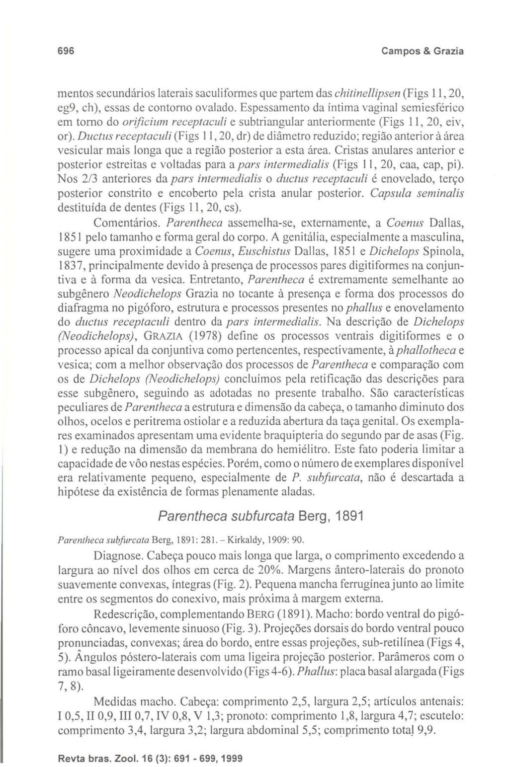 696 Campos & Grazia mentos secundários laterais saculiformes que partem das chi/inellipsen (Figs 11,20, eg9, ch), essas de contorno ovalado.