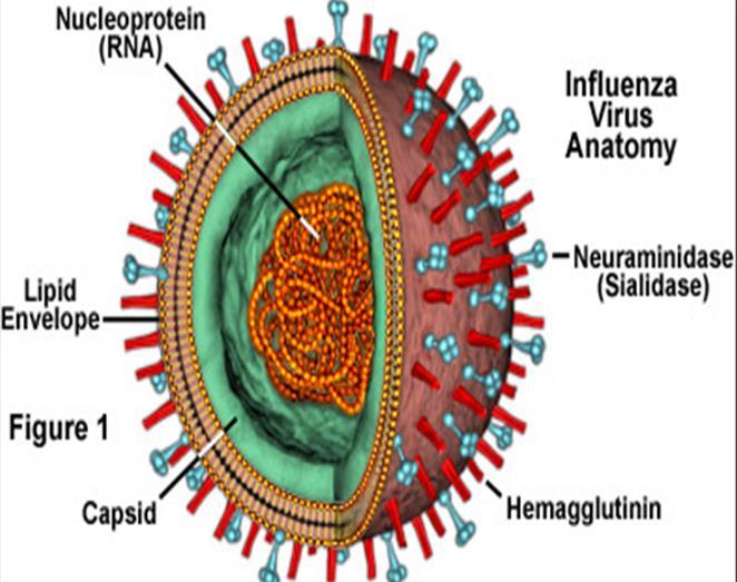 Vírus de influenza Vírus de RNA simples Tipos : A, B, C Glicoproteínas: Hemaglutininas (HA) e Neuraminidases (NA).