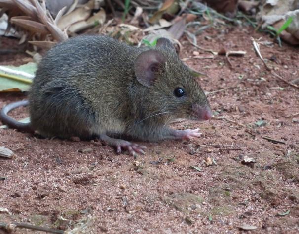deslocamento, tonando-se muito relevante sobre roedores e marsupias de pequeno porte, que possuem naturalmente áreas de vidas mais restritas.