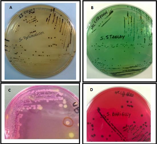 38 meios de cultura para isolamento de enterobactérias: Agar Shigella-Salmonella (SS) e Hektoen, meios seletivos para o gênero Salmonella, Agar Verde Brilhante (VB), Agar MacConkey (MC), Agar