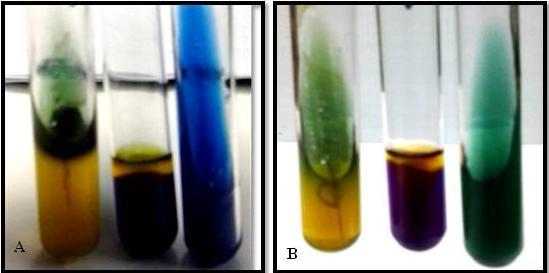 46 Figura 6. Meios bioquímicos EPM, MILI, CS com cultura bacteriana. (esquerda para direita). A- Salmonella sp.; B- S. Paratyphi; C- Shigella sp. (Fonte: Santa-Rita, A.M.; Takita, P.