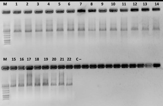 das bases nitrogenadas, utilizando os gene 16s rrna.