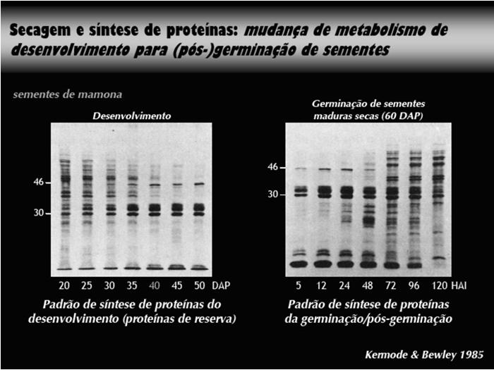 Gerenciamento pelo RNA-m: codifica genes que direcionam a síntese de enzimas Reversão do metabolismo em população inalterada de células Sementes Ortodoxas x