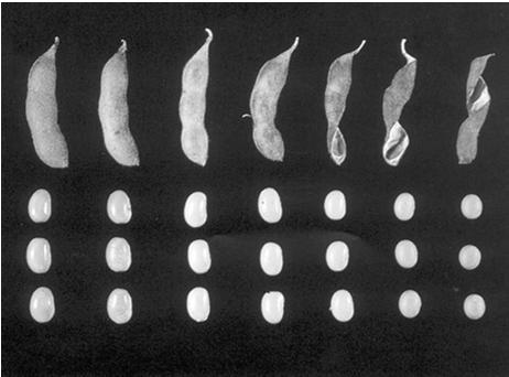 sementes contidas em frutos secos (- -) e carnosos ( ). R5 Desenvolvimento da semente e da vagem de soja (Ritchie et al.