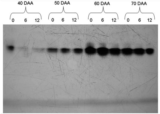 Padrões isoenzimáticos em sementes de pimenta extraídas de frutos colhidos aos 40, 50, 60 e 70 DAA e armazenados por 0, 6 e 12 dias, revelados para a enzima álcool desidrogenase (ADH) Vidigal et al.