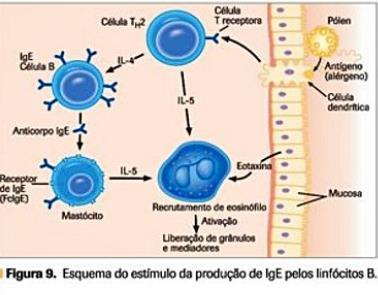 10 Embora os mastócitos liberem histamina e prostaglandina (PG), especialmente a PGD2, as principais alterações observadas nessa fase parecem ser decorrentes da ação dos leucotrienos.