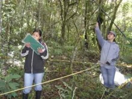 Estudos de parcelas permanentes em florestas que poden ser potenciáis para a captura de