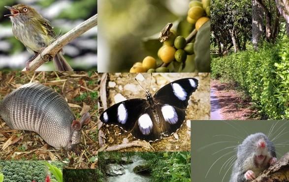 PORQUE SÃO (AGORA) IMPORTANTES? O Homem e o seu bem-estar têm sempre dependido de serviços dos ecossistemas.