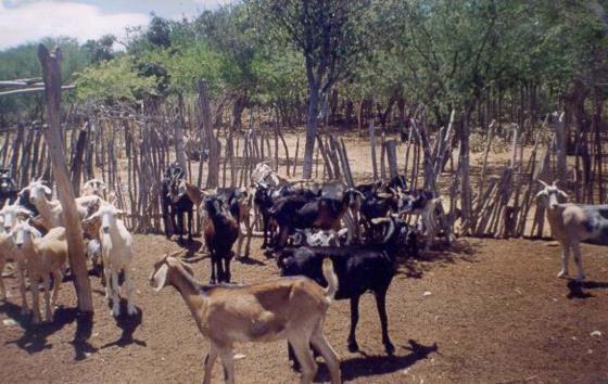 102 o cuidado de mantê-las cercadas com acesso dos animais somente no momento da bebida para evitar acúmulo de dejetos em volta das mesmas.