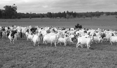 27 Extensivo Os animais são mantidos a campo na quase totalidade do tempo, sendo o alimento obtido exclusivamente no pastoreio direto, aproveitando o máximo dos fatores naturais com o mínimo de custo