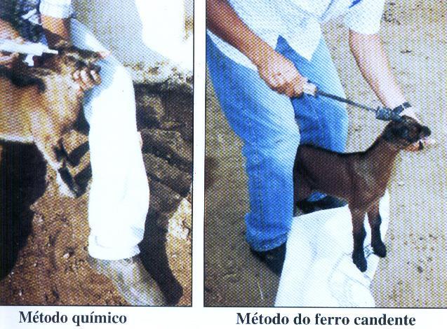 82 11.2 - Descorna A descorna significa eliminar os chifres dos caprinos adultos ou impedir que os chifres cresçam nos animais jovens.