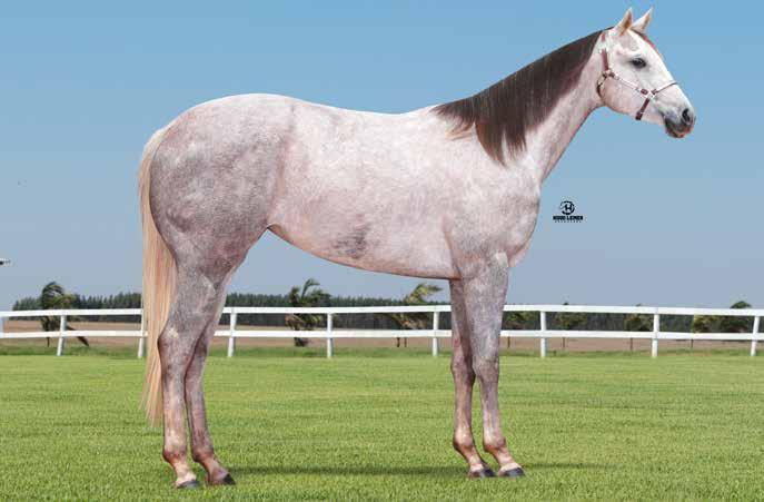 22 EMILY TIST HRZ FÊMEA - TORDILHO - 17/07/2015 - P234525 - QUARTO DE MILHA PO - HARAS MANTOVANI SEPARATIST(AQHA) CHICKS BEDUINO SEPERATE WAYS BEDUINO(TB) A CLASSY CHICK HEMPEN JET TOGETHER QUEEN