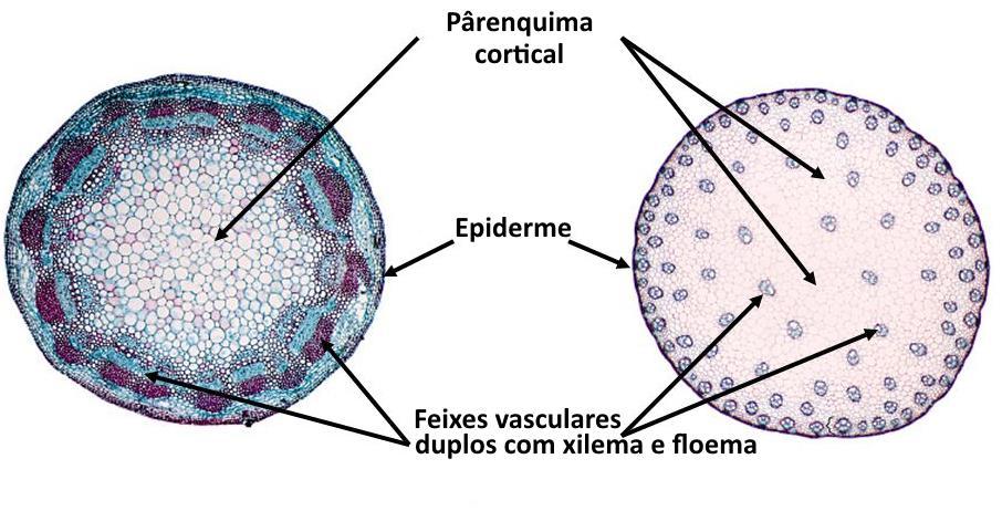 Dicotiledónea Feixes Vasculares no caule Os caule de mono e dicotiledóneas