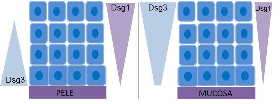 Introdução 5 Existem 4 isoformas de desmogleínas (Dsg1-4), sendo a expressão das desmogleína 1 e 3 predominante nos epitélios estratificados (5).