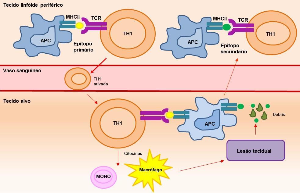 Introdução 11 No epitope spreading de linfócitos T (LT) a apresentação de um epítopo primário aos linfócitos T helper (LTh) levaria a uma injúria tecidual decorrente da resposta inflamatória, com