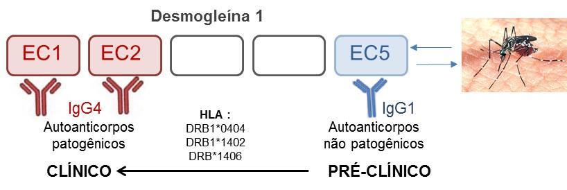 Revisão da Literatura 16 Adaptado de Aoki et al(24) Figura 8. Epitope spreading intramolecular no pênfigo folíaceo endêmico.