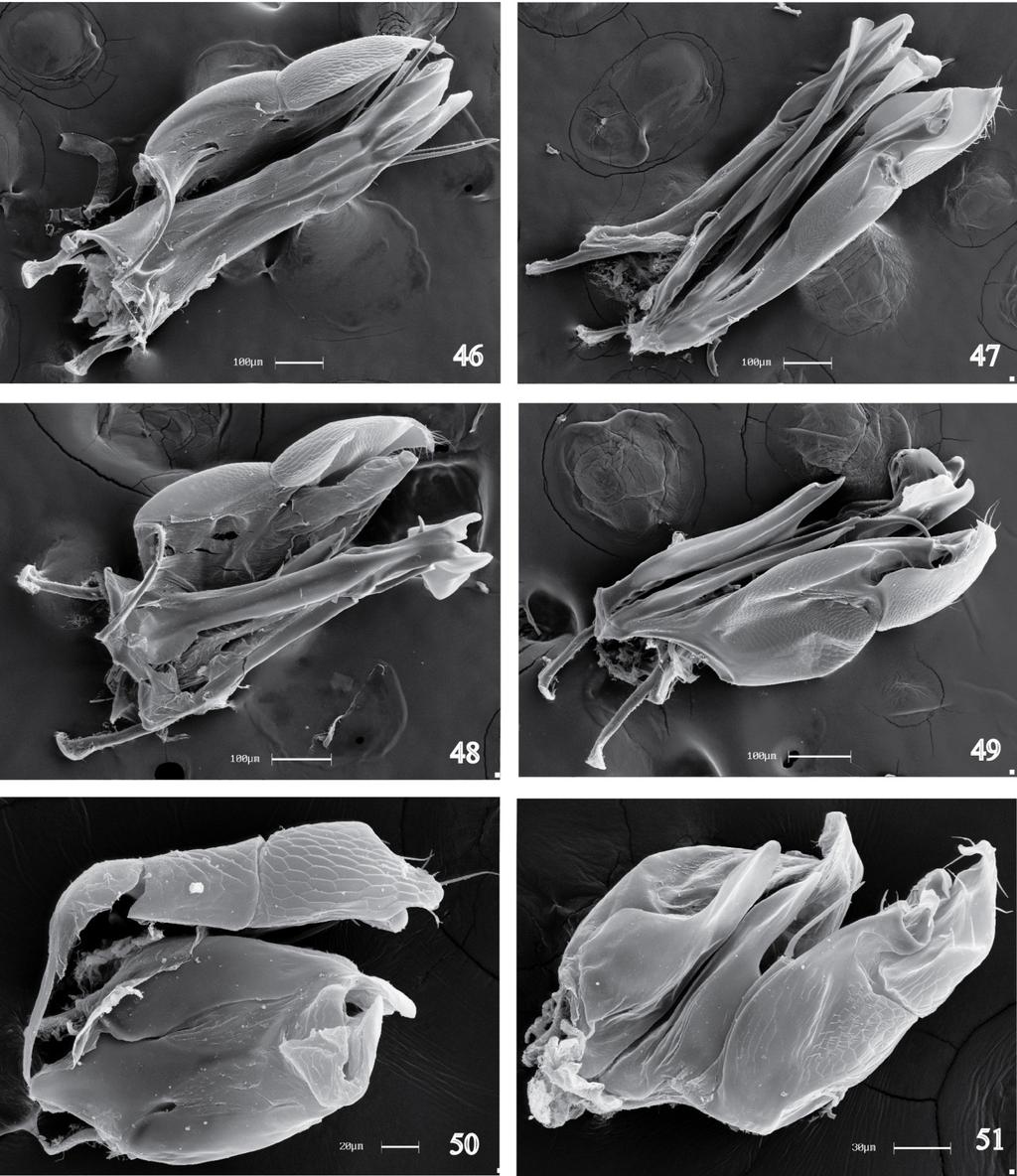 Prancha G Figuras 46 51. Genitália. 46 47 D. sp. nov. 03; 46. Vista dorsal; 47. Vista ventral. 48 49 D. sp. nov. 04; 48.