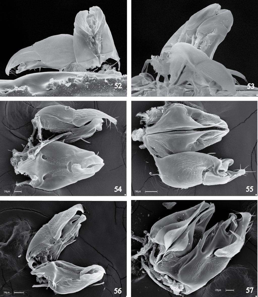 Prancha H Figuras 52 57. Genitália. 52 53 D. sp. nov. 06; 52. Vista dorsal; 53. Vista ventral. 54 55 D. sp. nov. 07; 54.