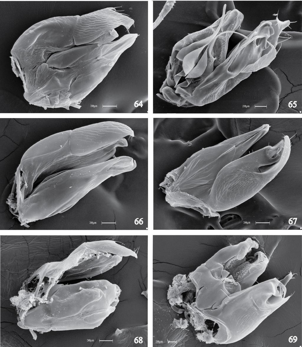 Prancha J Figuras 64 69. Genitália. 64 65 D. sp. nov. 12; 64. Vista dorsal; 65. Vista ventral. 66 67 D. sp. nov. 13; 66.