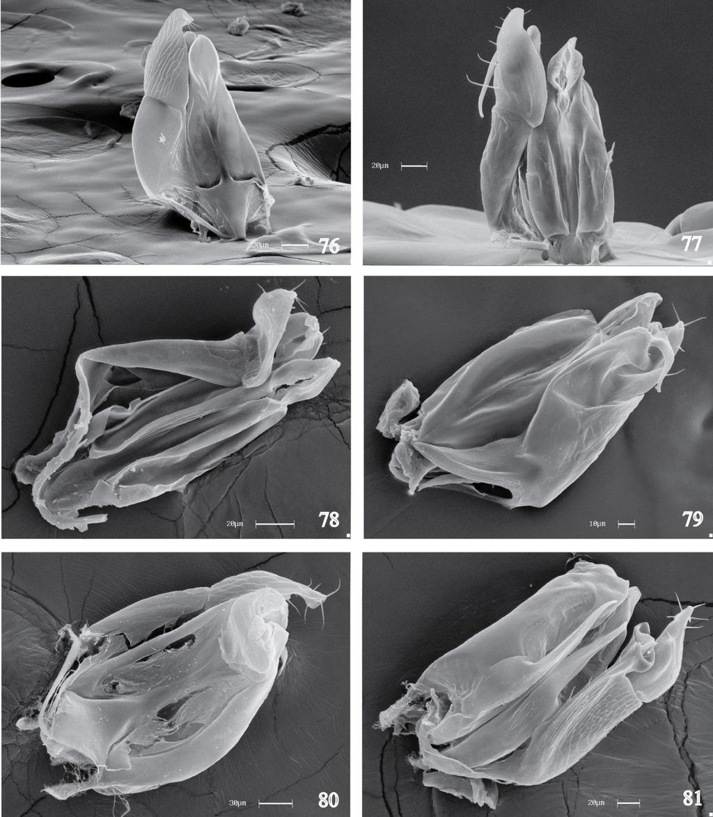 Prancha L Figuras 76 81. Genitália. 76. D. sp. nov. 16, vista dorsal. 77. D. sp. nov. 19, vista dorsal. 78 79 D.