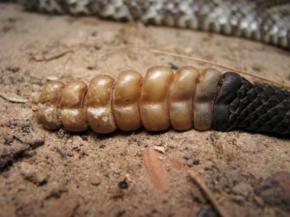 13 principais gêneros envolvidos em acidentes ofídicos, principalmente Crotalus (BRASIL, 20