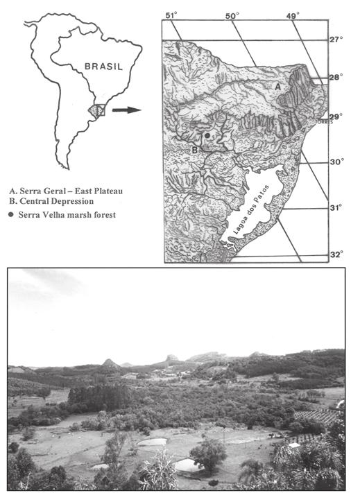 2 Leal & Lorscheitter: Plant succession in a forest on the Lower Northeast Slope of Serra Geral, Rio Grande do Sul... of the last 10000 years.