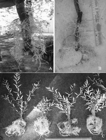 4 Frassetto et al. Figura 2 - Enraizamento de estacas de Sebastiania schottiana Müll. Arg.