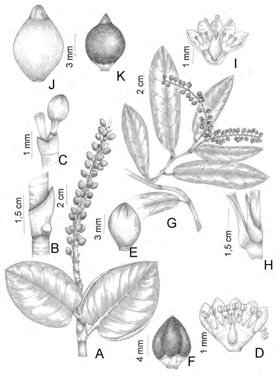 Flora da Serra do Cipó, Minas Gerais: Polygonaceae 169 Fig. 2. A-F. Coccoloba cereifera. A. Hábito, B. Ócrea, C. Ocréola com botão floral, D. Flor aberta, E. Perianto frutífero, F. Pericarpo. G-K.