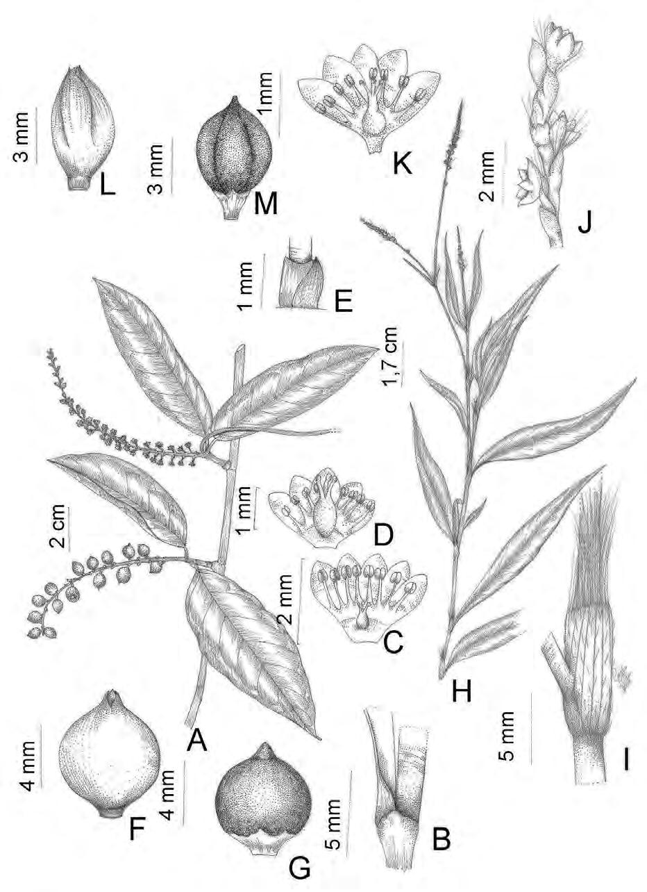 Flora da Serra do Cipó, Minas Gerais: Polygonaceae 171 Fig. 3. A-G. Coccoloba scandens. A. Hábito, B. Ócrea, C. Flor estaminada, D. Flor pistilada, E. Ocréola, F. Perianto frutífero, G. Pericarpo.