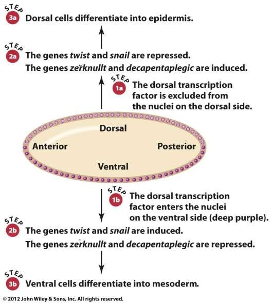 Formação do eixo Dorsoventral Células dorsais se diferenciam em epiderme Genes twist e snail: reprimidos Genes zerknullt e decapentaplegic: induzidos Fator de transcrição dorsal sai do núcleo na
