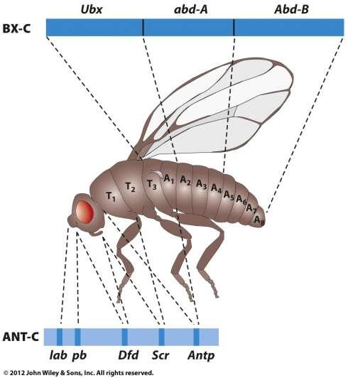 Os complexos Bithorax e