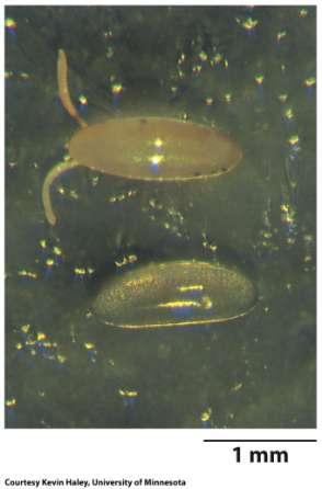 Desenvolvimento da Drosophila Com cório Cada ovócito é circundado por um cório.