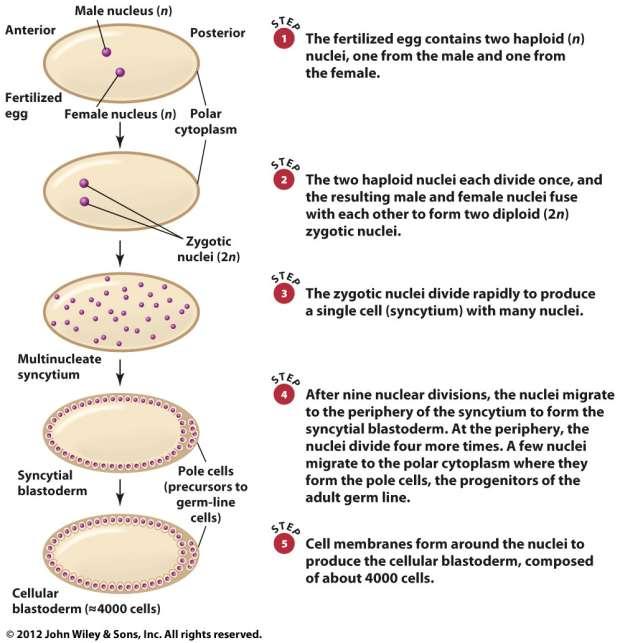 O ovócito fertilizado tem 2 núcleos (n) Os 2 núcleos se dividem 1 vez e o núcleos resultantes fundem-se e formam 2 núcleos (2n) Os núcleos se divide e produzem 1 célula com muitos núcleos