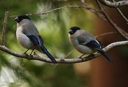 classificadas no âmbito da Rede Natura 2000 que Jnham como enquadramento legal