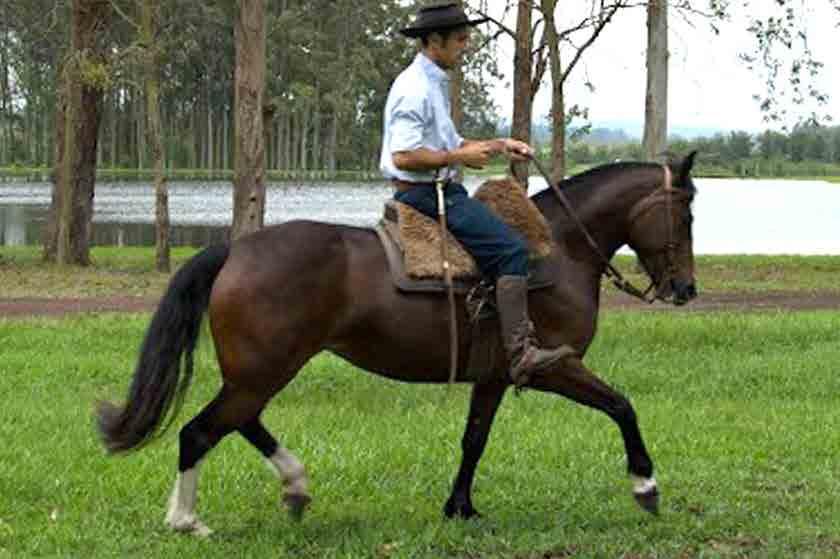 CANDIDA DO STRASS LA FRONTERA TORMENTO CIGANA DA SANTA CÂNDIDA CODINHUE TANIO LIGUENO LENTEJA TIJERAL EL MOTA BALISA IRMÃ