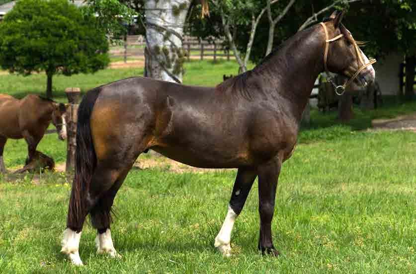 LOTE 97 CATANDUVA VIOLINISTA B478855 - RP: 236 - SEXO: M - 23/09/2015 - BAIA ENCERADA BT DELANTERO LA INVERNADA HORNERO EL IDEAL ASI GUARDA TREN TREN ARREBOL ACULEO NUTRIA II GUARDIAN II QUILCURA ASI