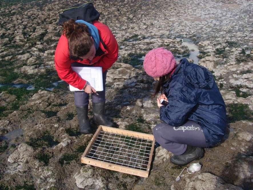 4. MONITORIZAÇÃO DO INTERTIDAL Em 2014 a equipa técnica da Cascais Ambiente continuou a monitorização mensal da zona intertidal da Zona de Interesse Biofísico das Avencas, realizada desde 2011.