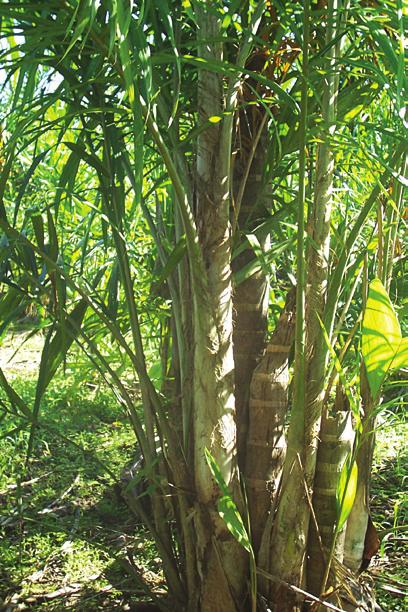 07 manejo de perfilhos O manejo das touceiras (figura 11) nos plantios de pupunheira para a produção de palmito é fundamental para a sua longevidade.